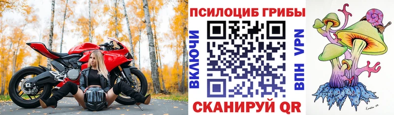 где купить наркоту  Верещагино  Галлюциногенные грибы Psilocybe 